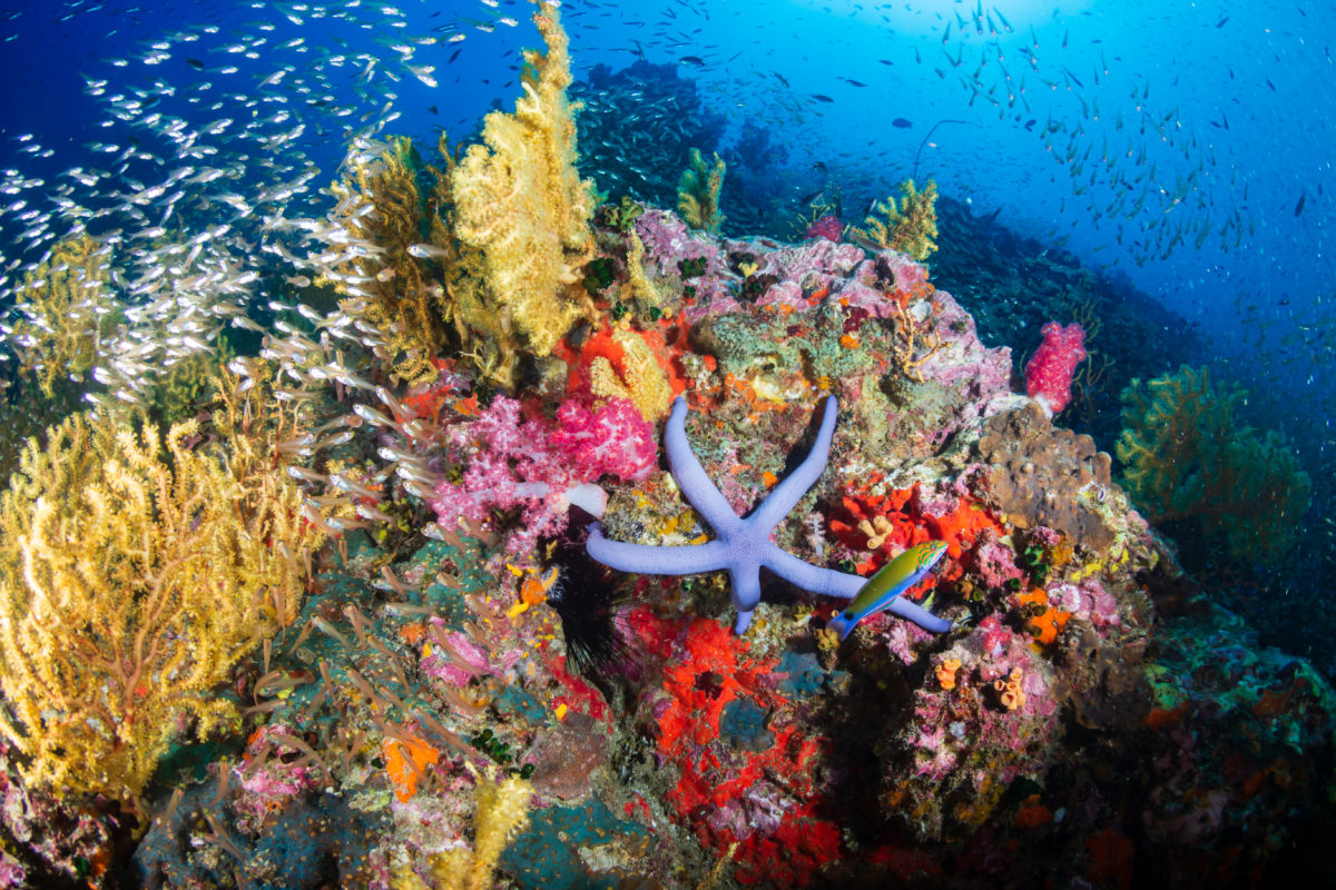 Tropical fish swimming around a healthy, colorful coral reef The Center Within